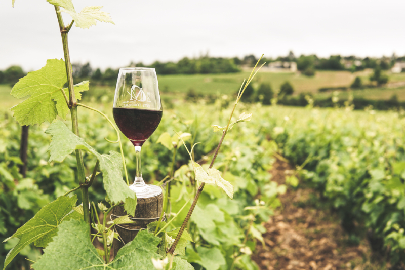 Pinot Noir is a Unique Wine