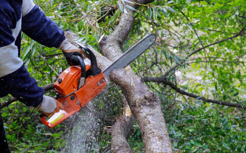 tree pruning service