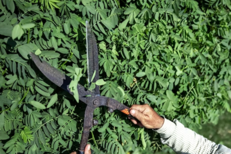 tree pruning service