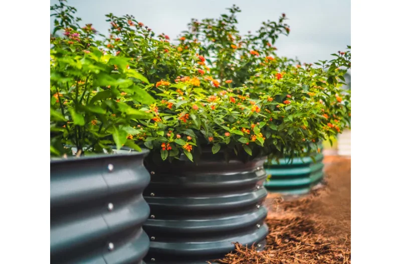 galvanized raised beds