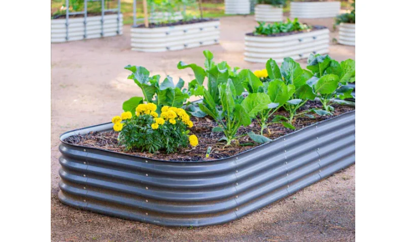 galvanized raised beds