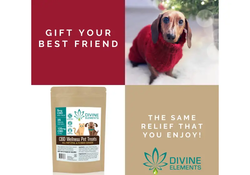 cbd pet products